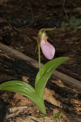 Cypripedium acaule #2